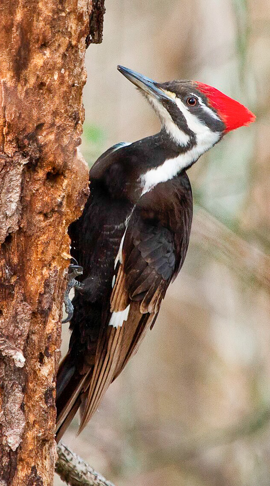 Pileated woodpecker